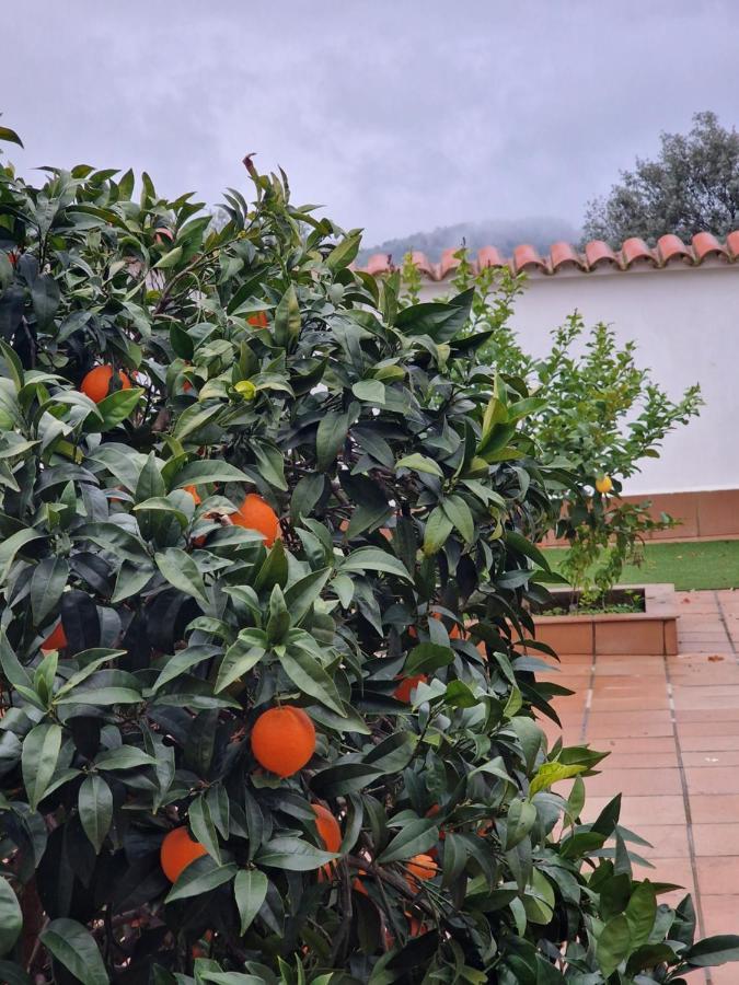 Ferienwohnung La Casa Del Patio Zafra Exterior foto